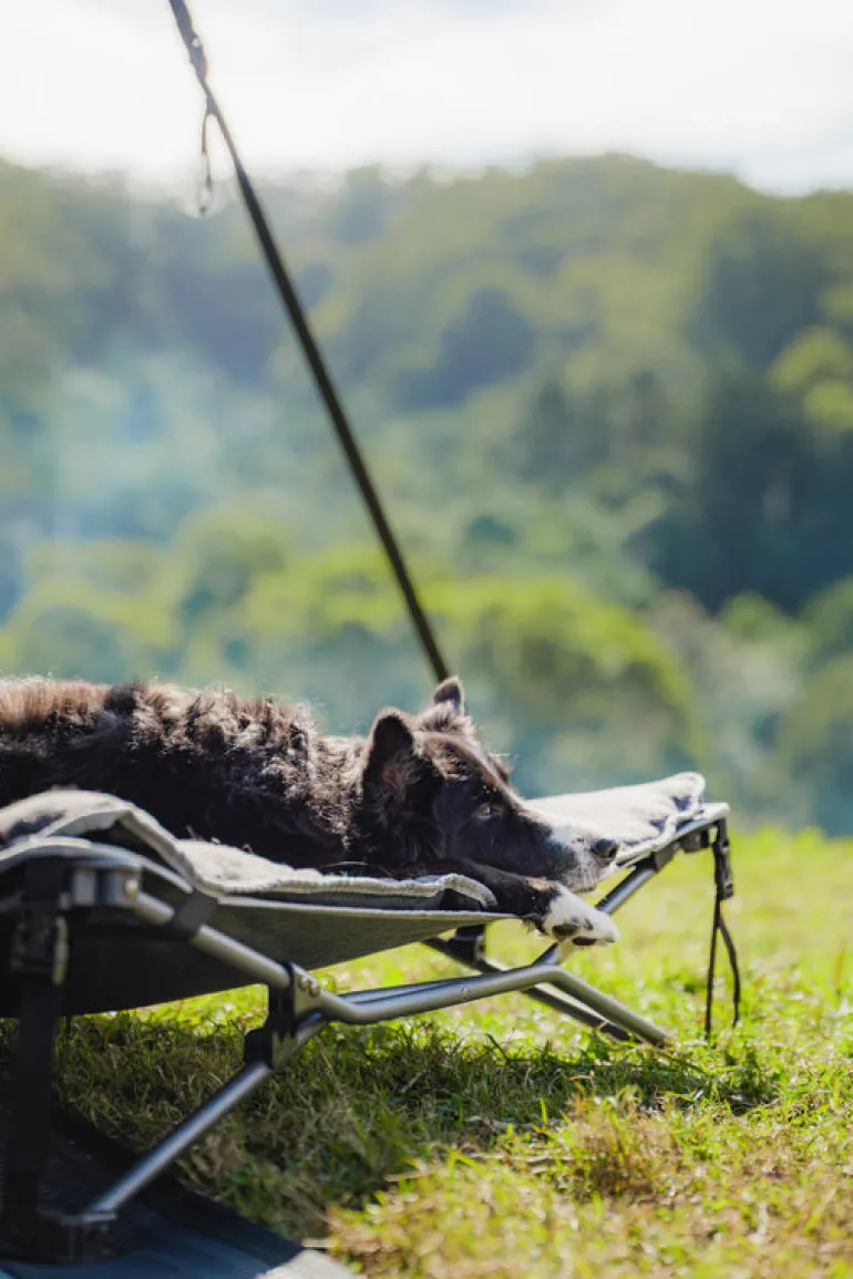 Dog Bed & Fleece Topper